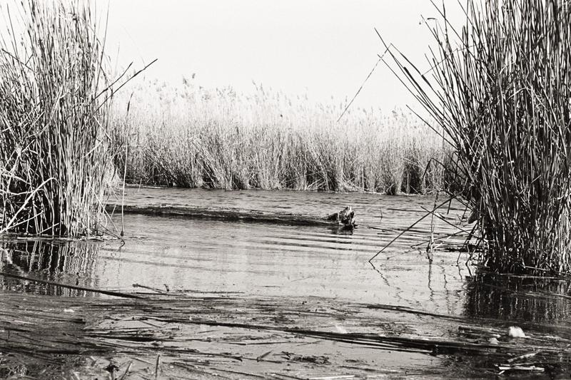 Illustration for article titled 2 rolls of tri-x 400